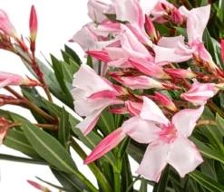 Oleander 'Villa Romaine'