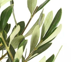 Olive, Busch