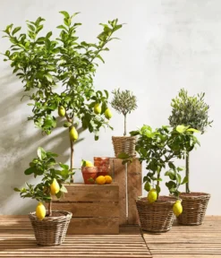 Olive, Ministamm