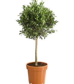 Olive, Ministamm