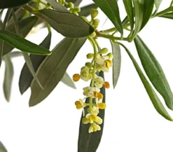 Olive, Ministamm