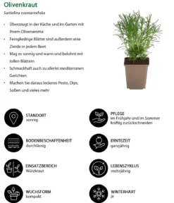 Olivenkraut