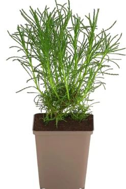 Olivenkraut