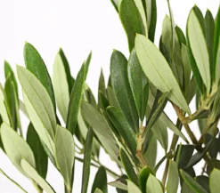Olive, Stämmchen