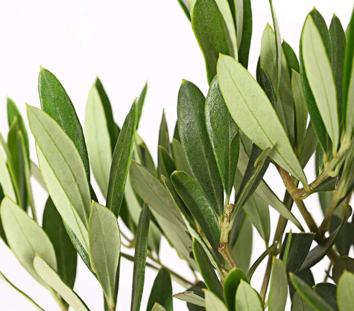 Olive, Stämmchen