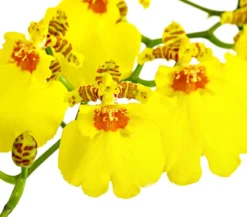 Oncidium Orchidee - Oncidium cultivars 'Sweet Sugar'