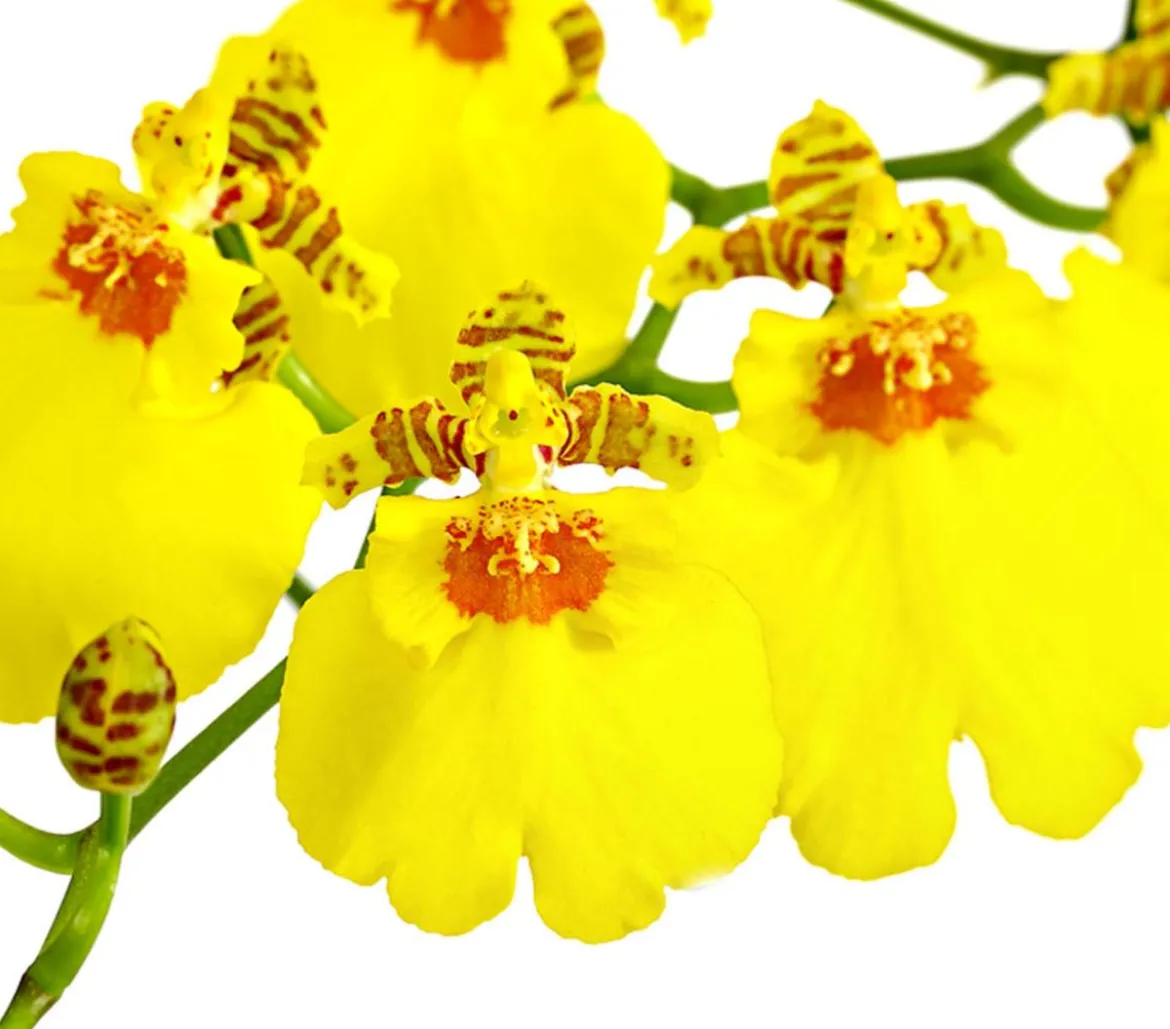 Oncidium Orchidee - Oncidium cultivars 'Sweet Sugar'