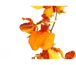 Oncidium-Orchidee - Oncidium zappi