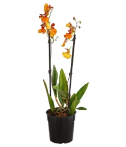 Oncidium-Orchidee - Oncidium zappi