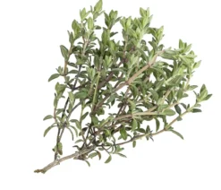 Orangenthymian
