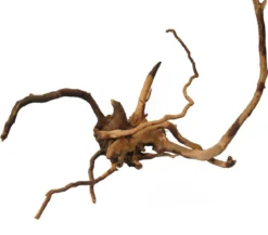 Orbit Finger Wurzel XS, ca. B15-20 cm