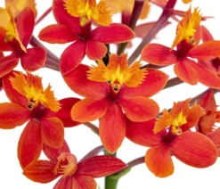 Orchidee - Epidendrum cultivars 'Nordic Fire'