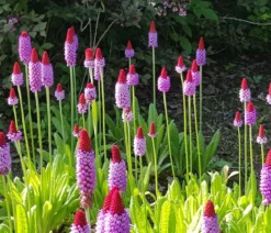 Orchideenprimel