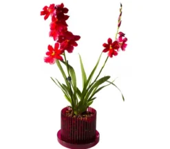 Orchitop® Orchideentopf M Set, rund, ca. Ø13 cm