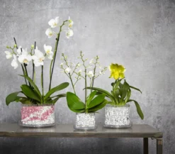Orchitop® Orchideentopf S Set, rund, ca. Ø10 cm
