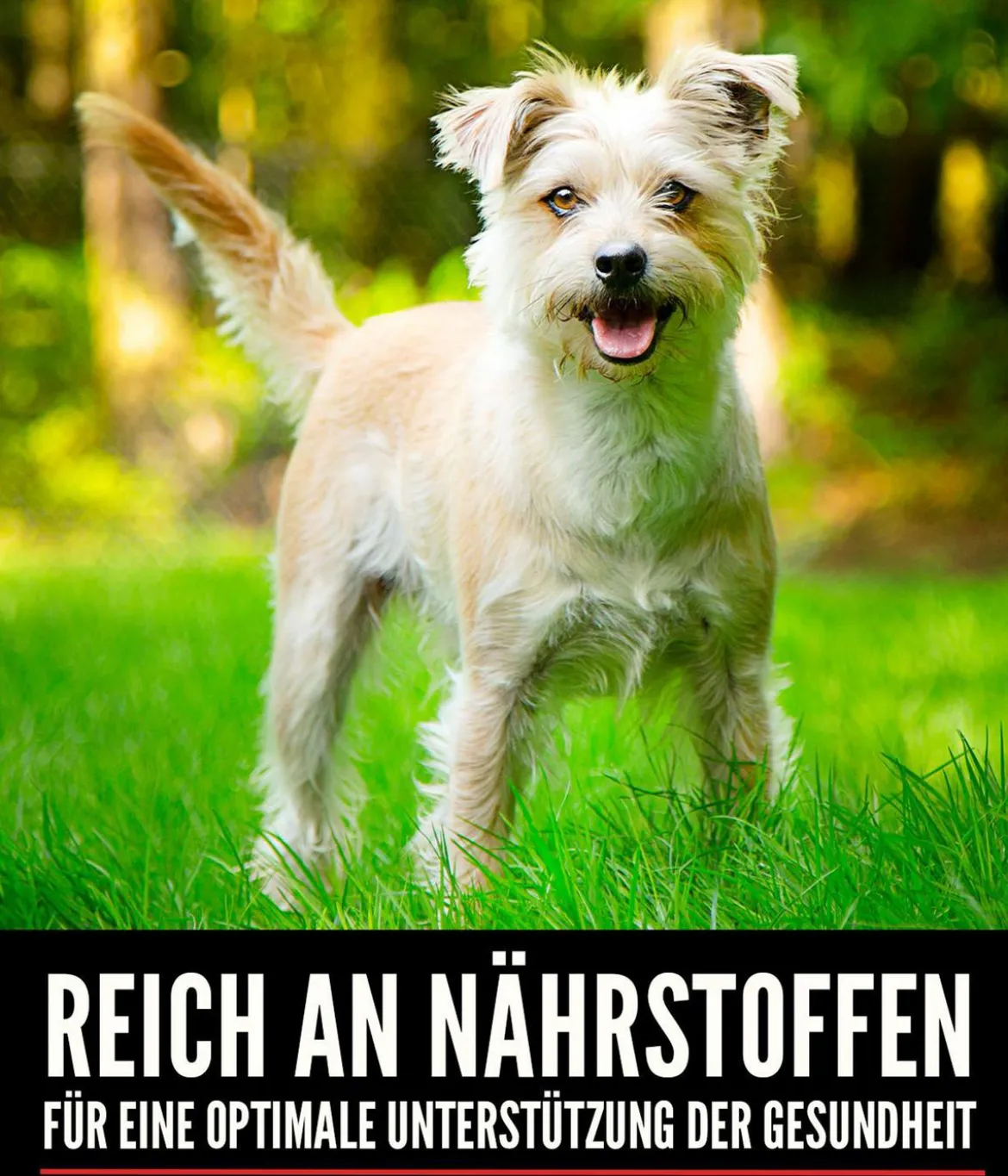 ORIJEN™ Trockenfutter für Hunde Small Breed