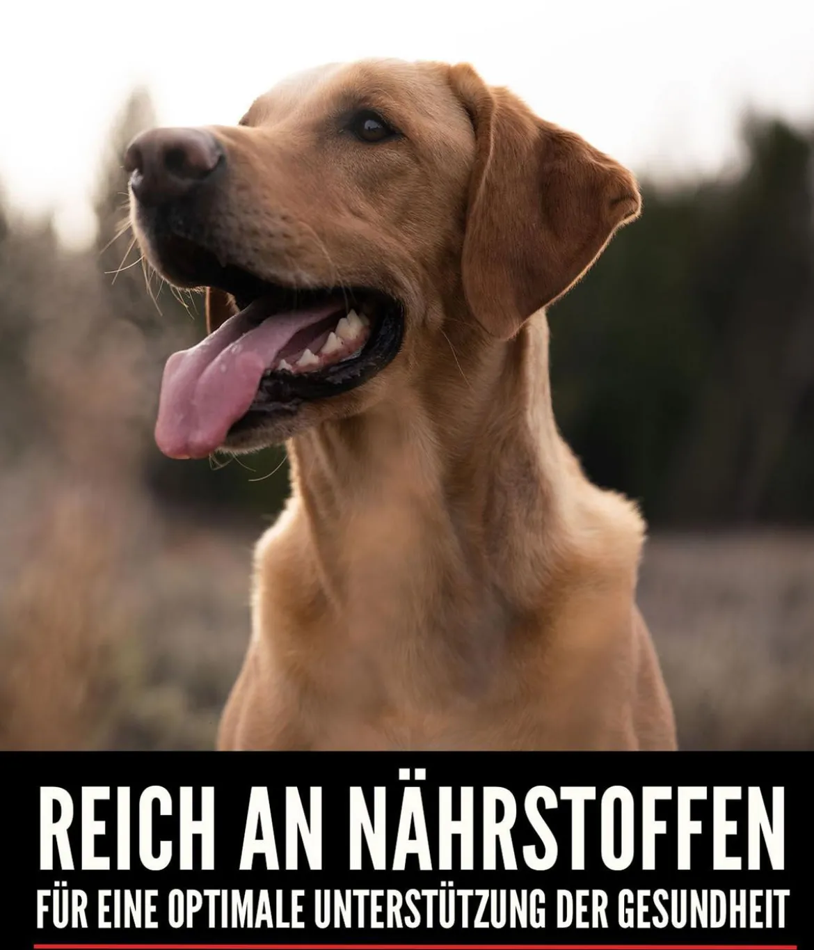 ORIJEN™ Trockenfutter für Hunde Six Fish