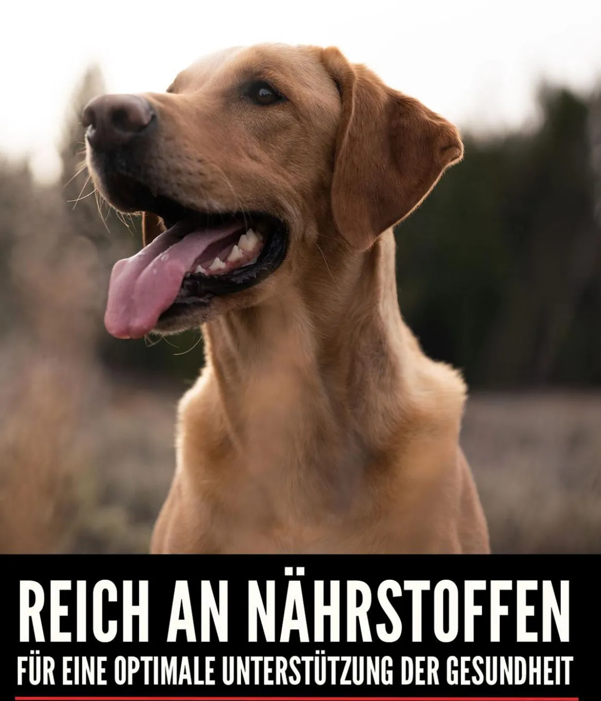 ORIJEN™ Trockenfutter für Hunde Original