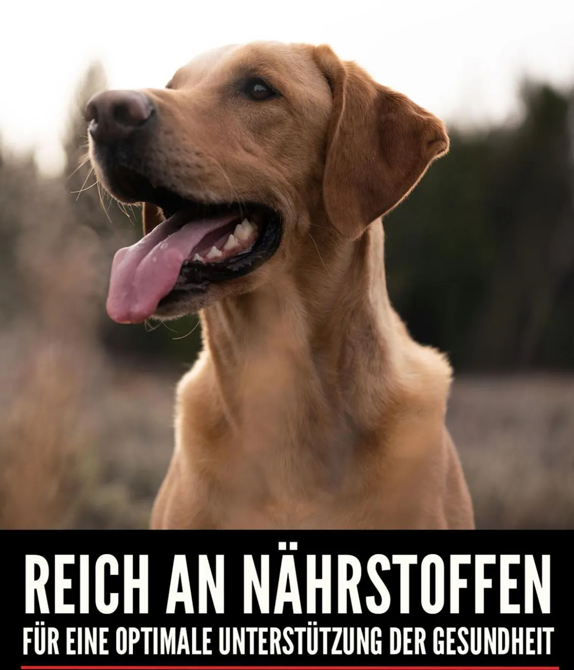 ORIJEN™ Trockenfutter für Hunde Senior