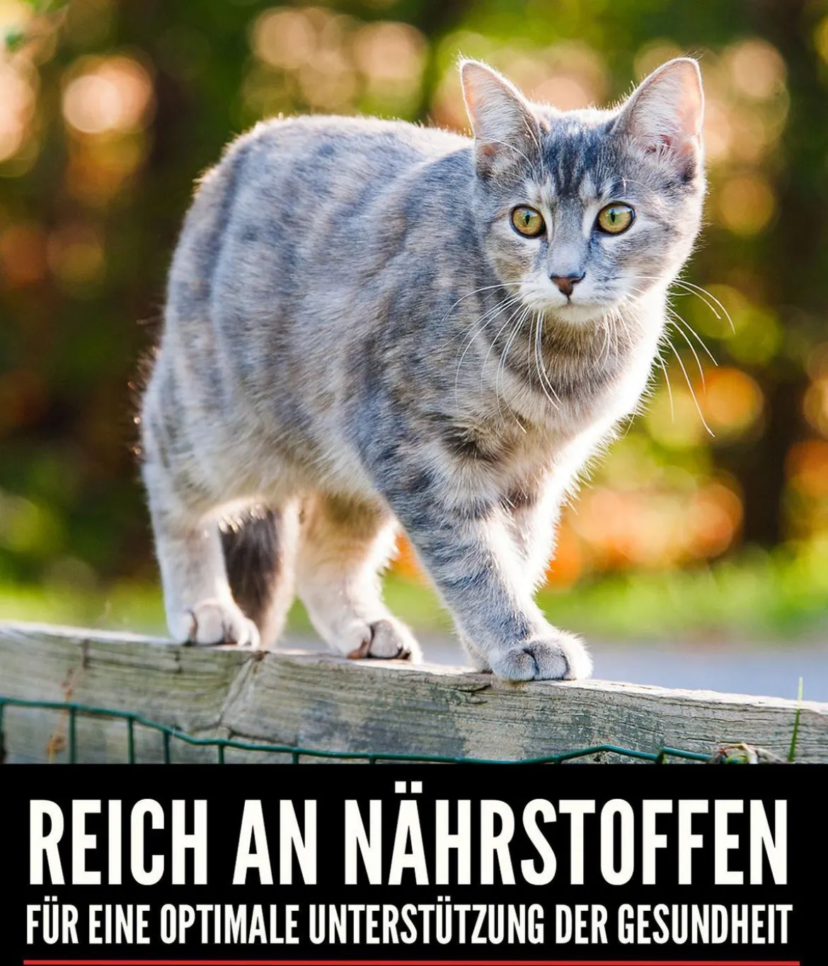 ORIJEN™ Trockenfutter für Katzen Tundra