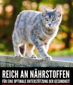 ORIJEN™ Trockenfutter für Katzen Kitten