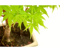 Outdoor-Bonsai Ahorn - Acer palmatum