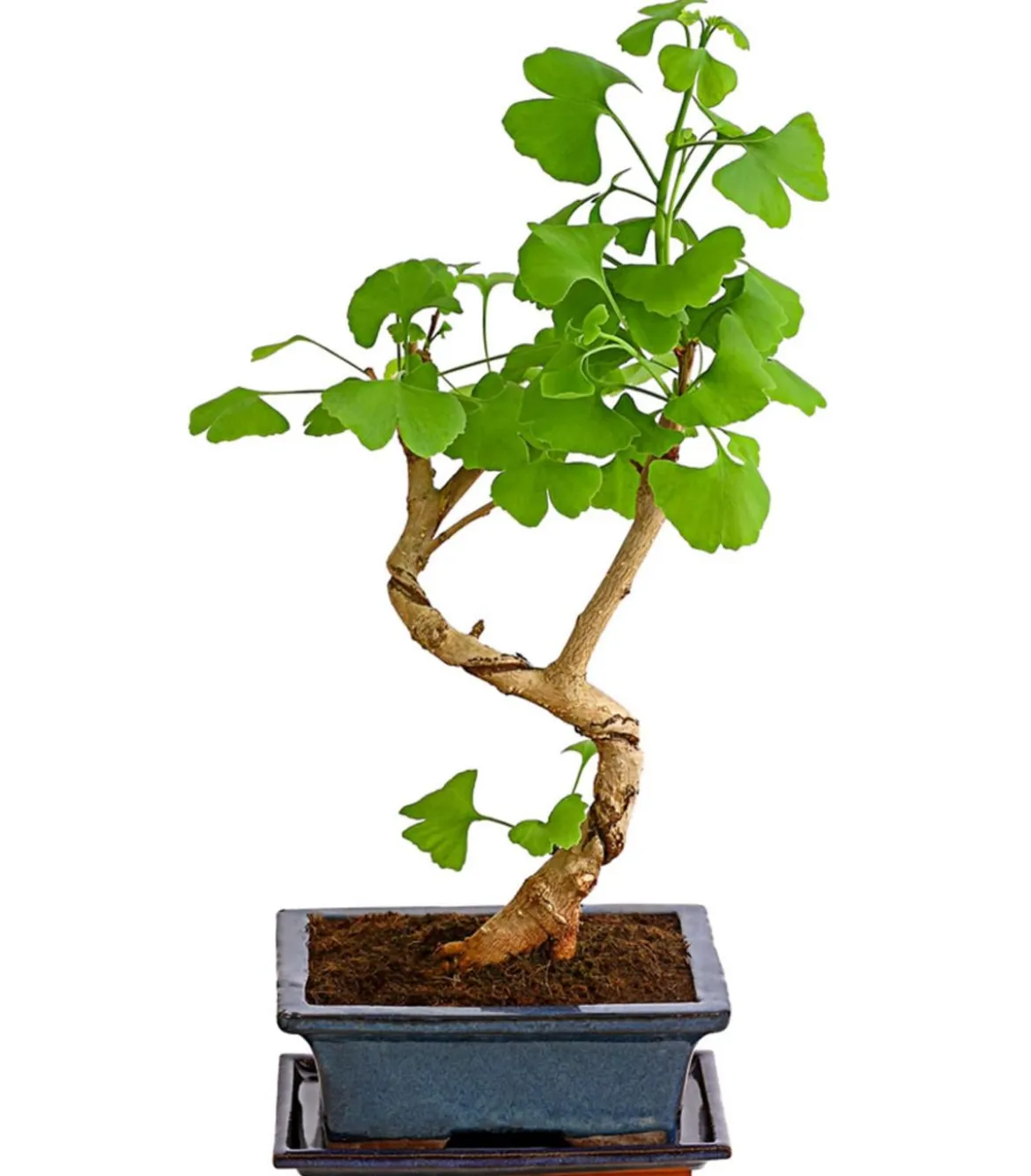 Outdoor-Bonsai Ginkgobaum - Ginkgo biloba