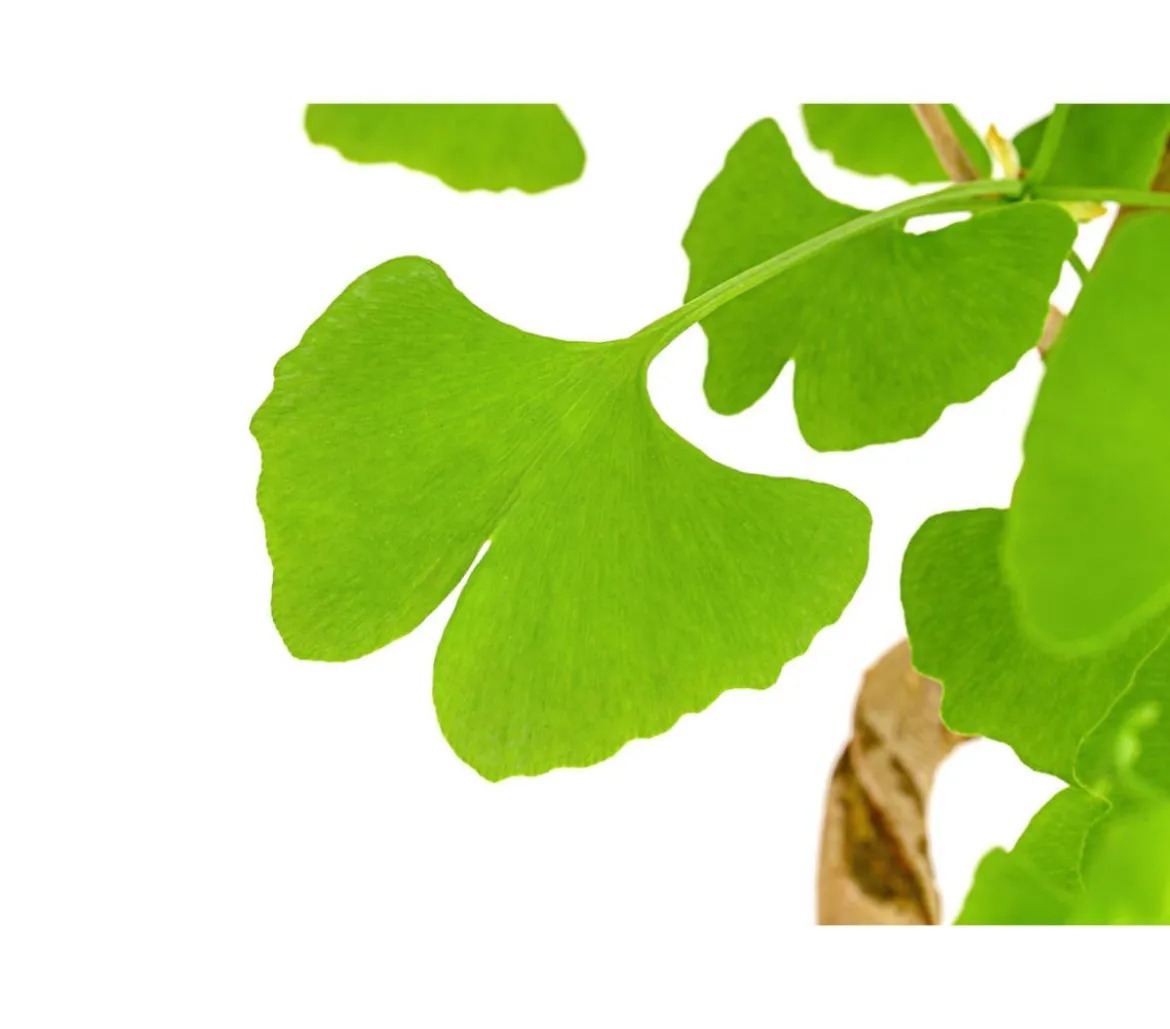 Outdoor-Bonsai Ginkgobaum - Ginkgo biloba