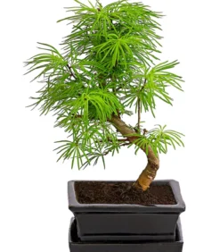Outdoor-Bonsai Goldlärche - Pseudolarix amabilis