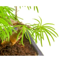 Outdoor-Bonsai Goldlärche - Pseudolarix amabilis