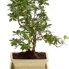 Outdoor-Bonsai Japanische Azalee - Azalee japonica
