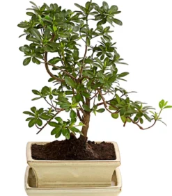 Outdoor-Bonsai Japanische Azalee - Azalee japonica