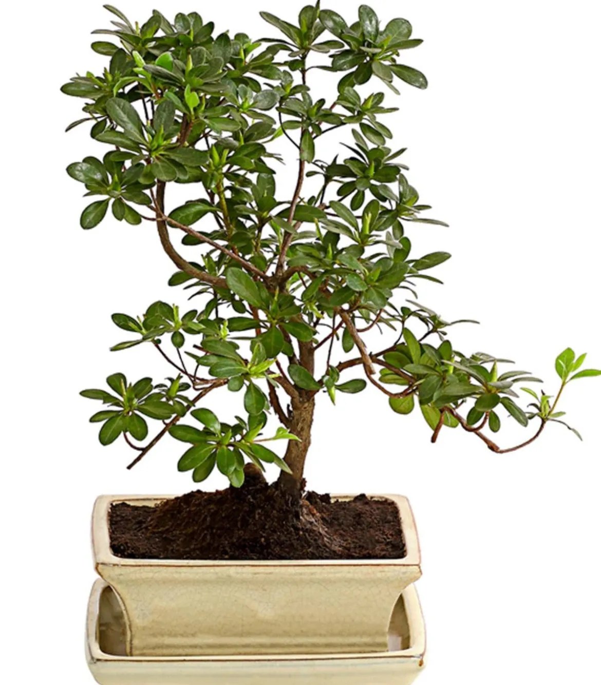 Outdoor-Bonsai Japanische Azalee - Azalee japonica