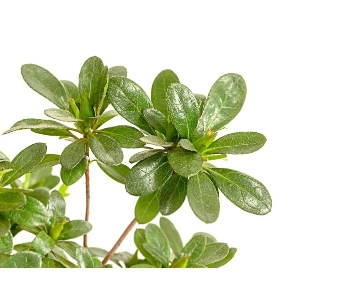 Outdoor-Bonsai Japanische Azalee - Azalee japonica