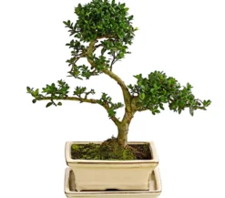 Outdoor-Bonsai Japanische Stechpalme - Ilex crenata