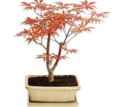 Outdoor-Bonsai Roter Fächerahorn - Acer palmatum 'Atropurpureum'