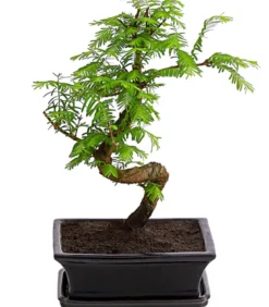 Outdoor-Bonsai Urweltmammutbaum - Metasequoia glyptostroboides