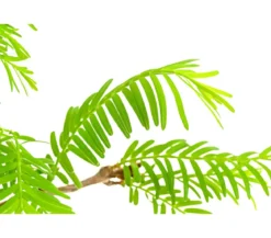 Outdoor-Bonsai Urweltmammutbaum - Metasequoia glyptostroboides