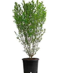 Ovalblättriger Liguster