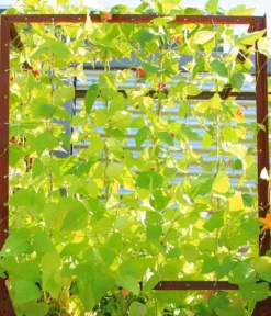 Palatino Cortenstahl-Tomatenhaus, braun, ca. B100/H183/T100 cm