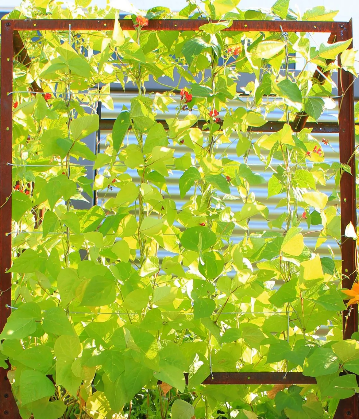 Palatino Cortenstahl-Tomatenhaus, braun, ca. B100/H183/T100 cm