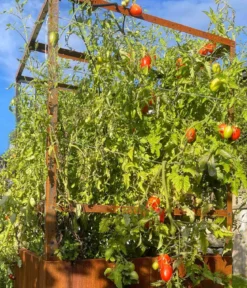 Palatino Cortenstahl-Tomatenhaus, braun, ca. B100/H183/T100 cm