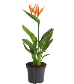 Paradiesvogelblume