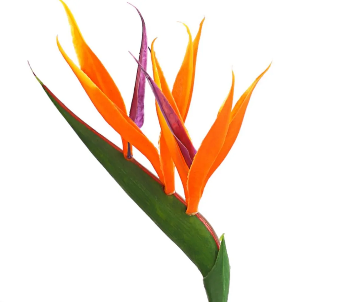 Paradiesvogelblume