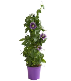 Passionsblume, Pyramide, verschiedene Sorten