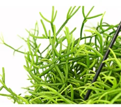 Peitschenkaktus - Rhipsalis heteroclada, Ampel