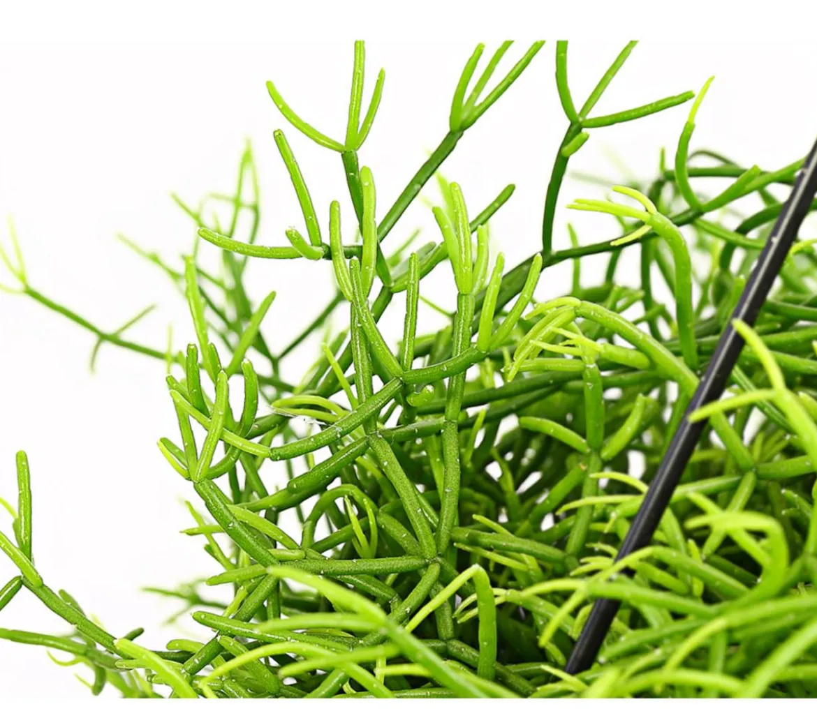 Peitschenkaktus - Rhipsalis heteroclada, Ampel