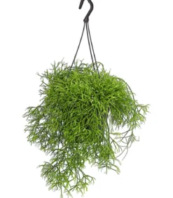 Peitschenkaktus - Rhipsalis heteroclada, Ampel