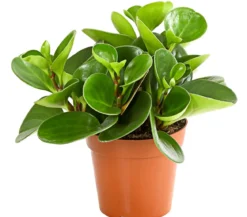 Peperomien-Set - Peperomia cultivars, 3-teilig
