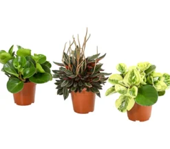 Peperomien-Set - Peperomia cultivars, 3-teilig
